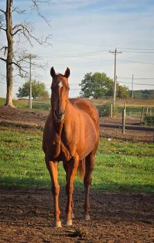 Rescue Thoroughbred Horses for Adoption in Upper Sandusky, Ohio - Shy | PetCurious