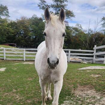 Rescue Arabian Horses for Adoption in Methuen, Massachusetts - SHANIA | PetCurious