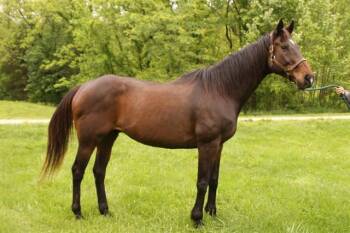 Rescue Thoroughbred Horses for Adoption in Union, Missouri - RAY | PetCurious