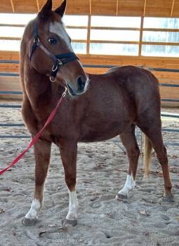 Rescue Grade Horses for Adoption in Stratham, New Hampshire - James | PetCurious