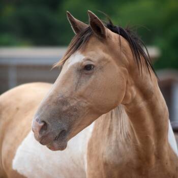 Rescue Quarterhorse Horses for Adoption in Kanab, Utah - Jade | PetCurious