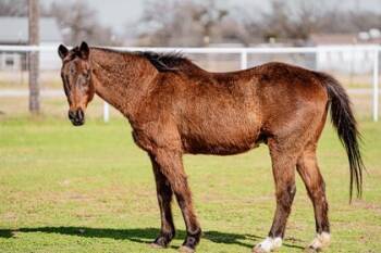 Rescue Thoroughbred and Grade Horses for Adoption in Fort Worth, Texas - Tahoe | PetCurious