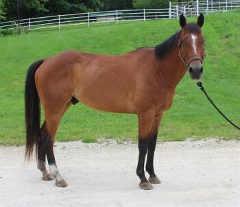 Rescue Quarterhorse and Thoroughbred Horses for Adoption in Union, Missouri - MILLER | PetCurious