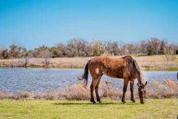 Rescue Thoroughbred and Grade Horses for Adoption in Fort Worth, Texas - Pharaoh | PetCurious