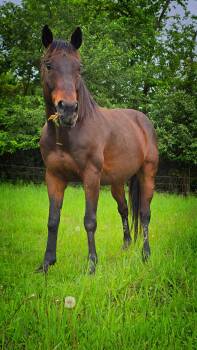 Rescue Thoroughbred Horses for Adoption in Upper Sandusky, Ohio - Jazz Boy | PetCurious