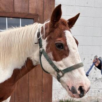 Rescue Quarterhorse Horses for Adoption in Quakertown, Pennsylvania - Dusty Pebbles | PetCurious