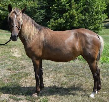 Rescue Gaited Horses for Adoption in Union, Missouri - CRYSTAL | PetCurious