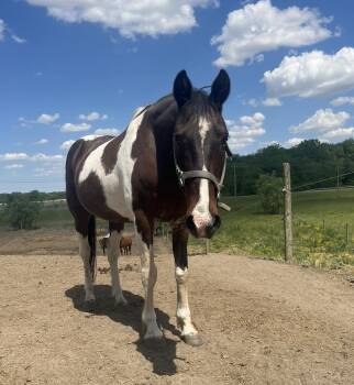 Rescue Tennessee Walker Horses for Adoption in Upper Sandusky, Ohio - Buddy | PetCurious