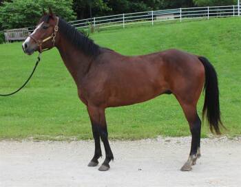Rescue Quarterhorse and Thoroughbred Horses for Adoption in Union, Missouri - MURPHY | PetCurious