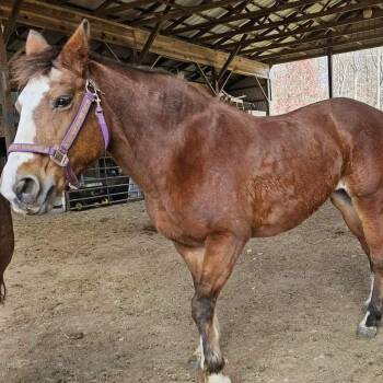 Rescue Thoroughbred Horses for Adoption in Huntington, West Virginia - Seneca | PetCurious