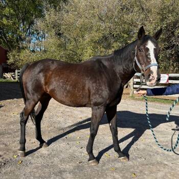 Rescue Quarterhorse Horses for Adoption in Fairport, New York - Cypress | PetCurious
