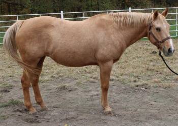 Rescue Quarterhorse Horses for Adoption in Union, Missouri - WYNONA | PetCurious