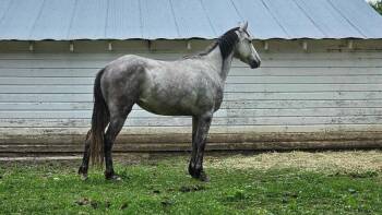 Rescue Quarterhorse Horses for Adoption in Scotland, South Dakota - Dove | PetCurious