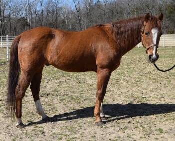 Rescue Quarterhorse Horses for Adoption in Union, Missouri - FIYERO | PetCurious