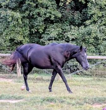 Rescue Tennessee Walker Horses for Adoption in Huntington, West Virginia - Sheba | PetCurious