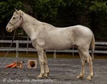 Rescue Appaloosa Horses for Adoption in Huntington, West Virginia - Jake Fiddy | PetCurious