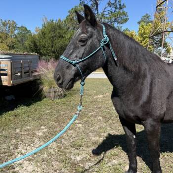 Rescue Quarterhorse Horses for Adoption in Freeport, Florida - Sara | PetCurious