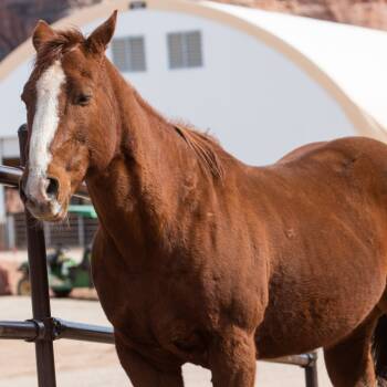 Rescue Quarterhorse Horses for Adoption in Kanab, Utah - Bexley | PetCurious