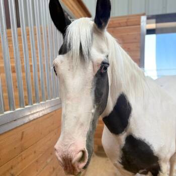 Rescue Quarterhorse Horses for Adoption in Las Vegas, Nevada - Indy | PetCurious
