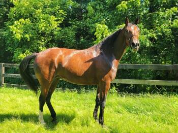 Rescue Standardbred Horses for Adoption in Huntington, West Virginia - Yvette | PetCurious