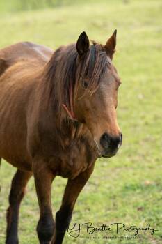 Rescue Grade Horses for Adoption in Aiken, South Carolina - Tess | PetCurious