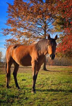 Rescue Arabian Horses for Adoption in Upper Sandusky, Ohio - Destiny | PetCurious