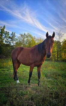 Rescue Grade Horses for Adoption in Upper Sandusky, Ohio - Maverick | PetCurious