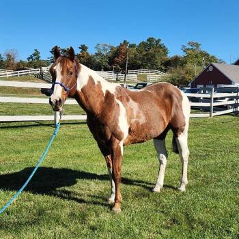Rescue Paint Pinto Horses for Adoption in Methuen, Massachusetts - WHISKY | PetCurious