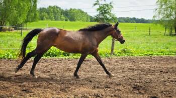 Rescue Morgan Horses for Adoption in Upper Sandusky, Ohio - Tiffany | PetCurious