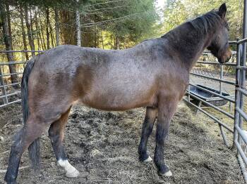 Rescue Gaited Horses for Adoption in Kneeland, California - Stryder | PetCurious
