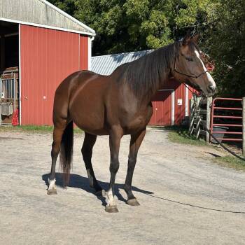 Rescue Quarterhorse Horses for Adoption in Fairport, New York - Lindsay - Lohanesberg | PetCurious