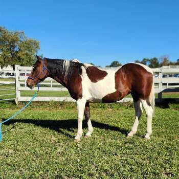 Rescue Quarterhorse and Paint Pinto Horses for Adoption in Methuen, Massachusetts - RHYLIE | PetCurious