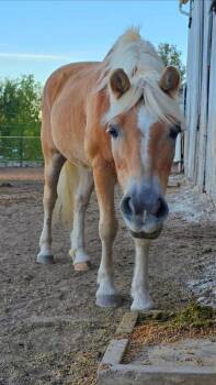 Rescue Haflinger Horses for Adoption in Upper Sandusky, Ohio - Mike | PetCurious
