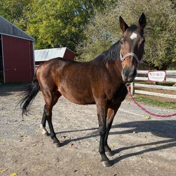 Rescue Quarterhorse Horses for Adoption in Fairport, New York - Lily | PetCurious