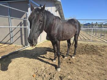 Rescue Grade Horses for Adoption in Auburn, California - RAVEN | PetCurious