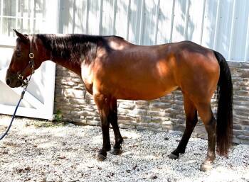 Rescue Quarterhorse Horses for Adoption in Wadsworth, Ohio - Justin | PetCurious