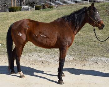 Rescue Grade Horses for Adoption in Union, Missouri - ELPHABA | PetCurious