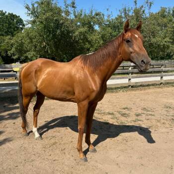 Rescue Quarterhorse Horses for Adoption in Fairport, New York - Candyrock | PetCurious