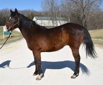 Rescue Quarterhorse Horses for Adoption in Union, Missouri - AVARIC | PetCurious