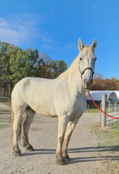 Rescue Percheron Horses for Adoption in Upper Sandusky, Ohio - Buck | PetCurious