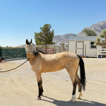 Rescue Quarterhorse Horses for Adoption in Las Vegas, Nevada - Dakota | PetCurious