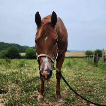 Rescue Quarterhorse Horses for Adoption in Quakertown, Pennsylvania - Roxie | PetCurious