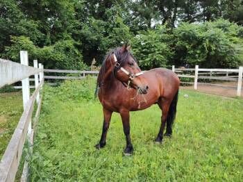 Rescue Mustang Horses for Adoption in North Branford, Connecticut - Bob | PetCurious