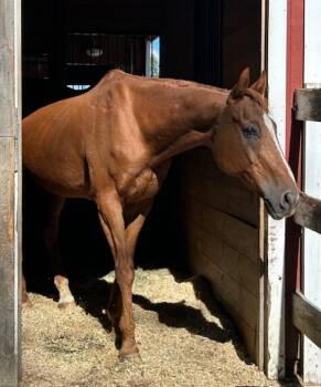 Rescue Thoroughbred Horses for Adoption in Stratham, New Hampshire - Jerry | PetCurious