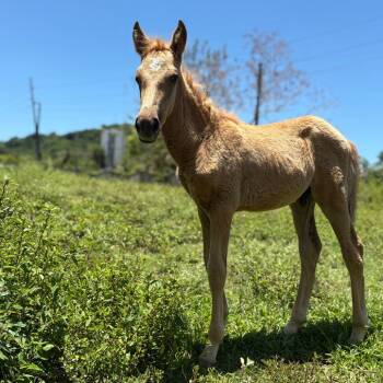 Rescue Quarterhorse Horses for Adoption - Arlen | PetCurious