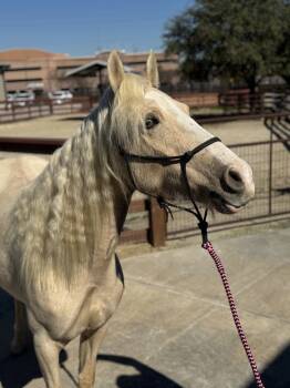 Rescue Missouri Foxtrotter Horses for Adoption in Houston, Texas - Taffy | PetCurious