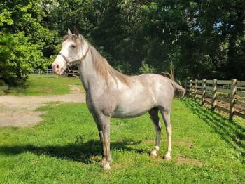 Rescue Tennessee Walker Horses for Adoption in Huntington, West Virginia - Milca | PetCurious