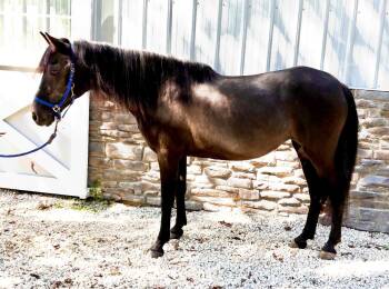 Rescue Paso Fino Horses for Adoption in Wadsworth, Ohio - Isabella & Newt | PetCurious