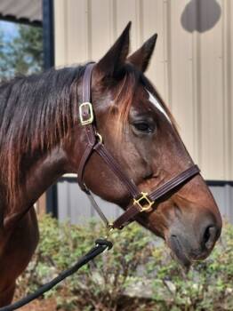 Rescue Standardbred Horses for Adoption in Houston, Texas - Larkin | PetCurious