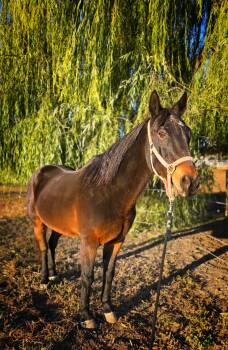 Rescue Quarterhorse Horses for Adoption in Upper Sandusky, Ohio - Smoky | PetCurious